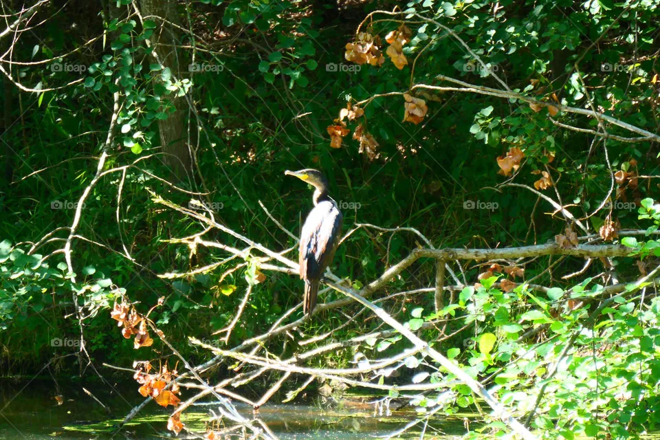 Fisherman friend