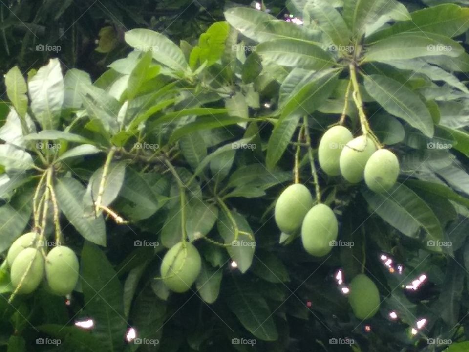 Mango Tree