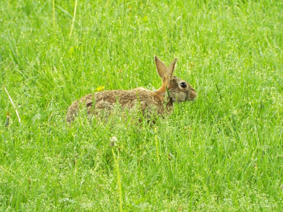 Bunny rabbit in tall grass