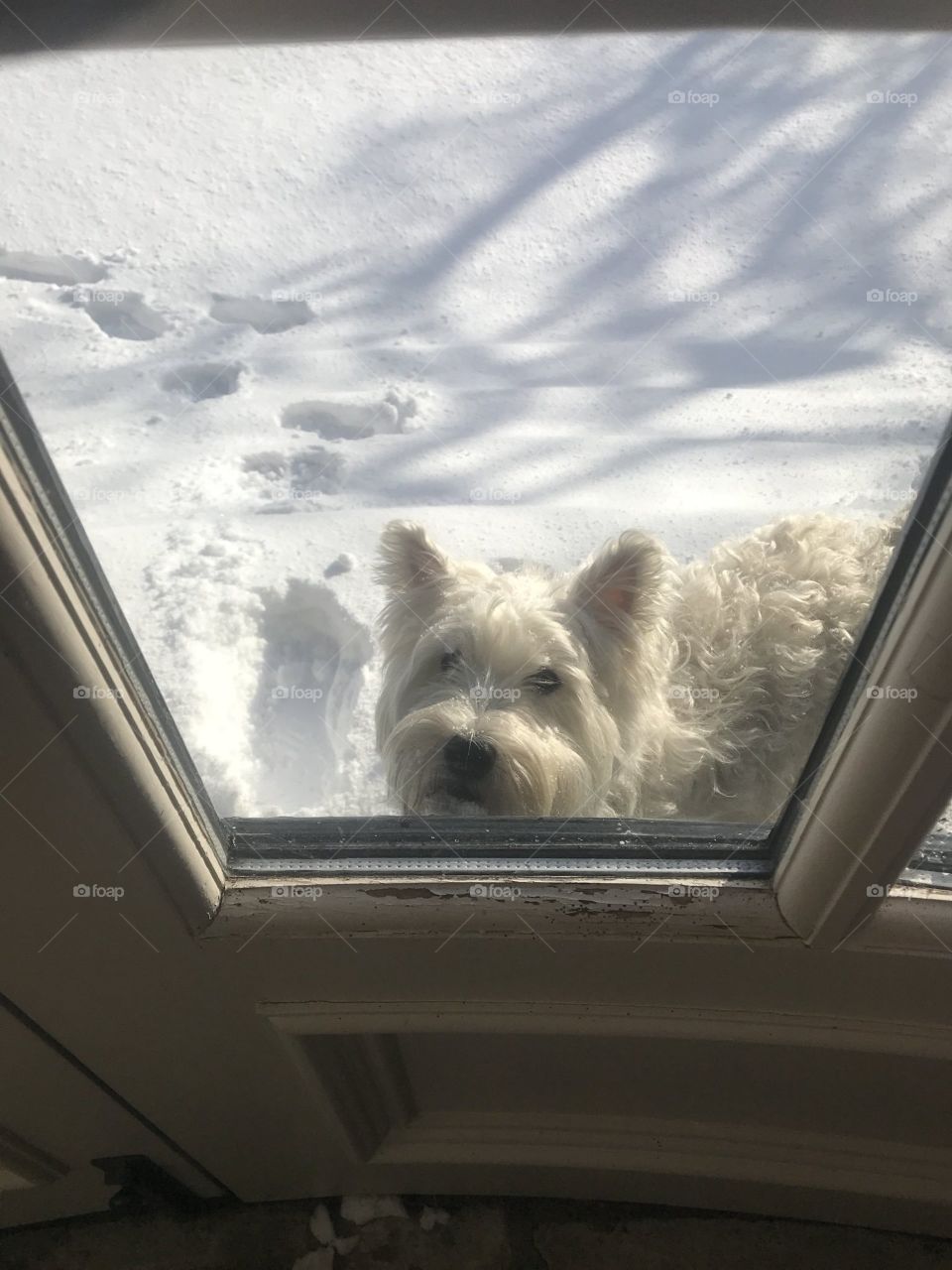 perro y nieve