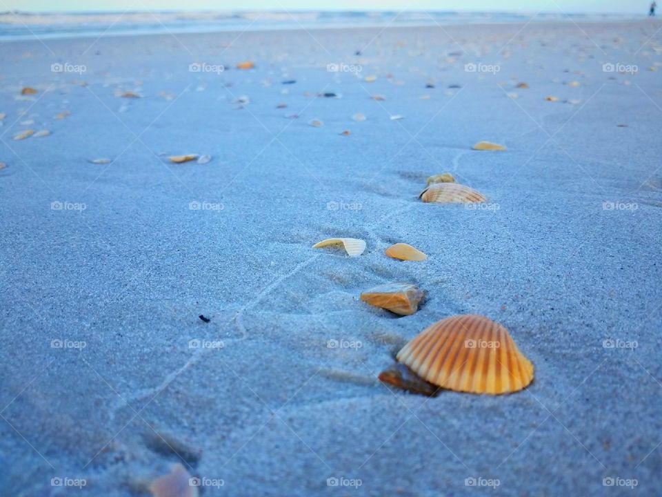 Seashell On the Seashore