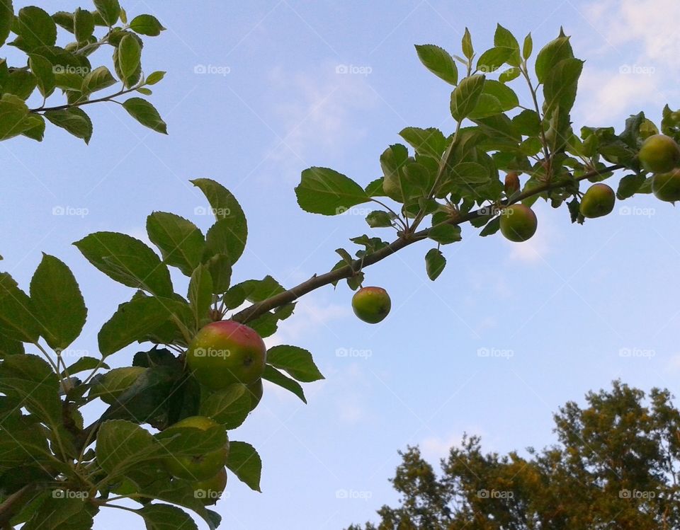 The branch of an apple tree, laden with fruit.