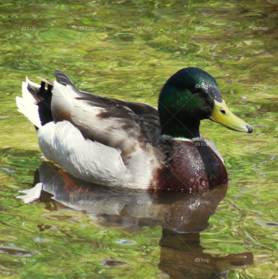 This is a a male mallard duck swimming in the creek on a warm sunny spring day at a park in Indiana.