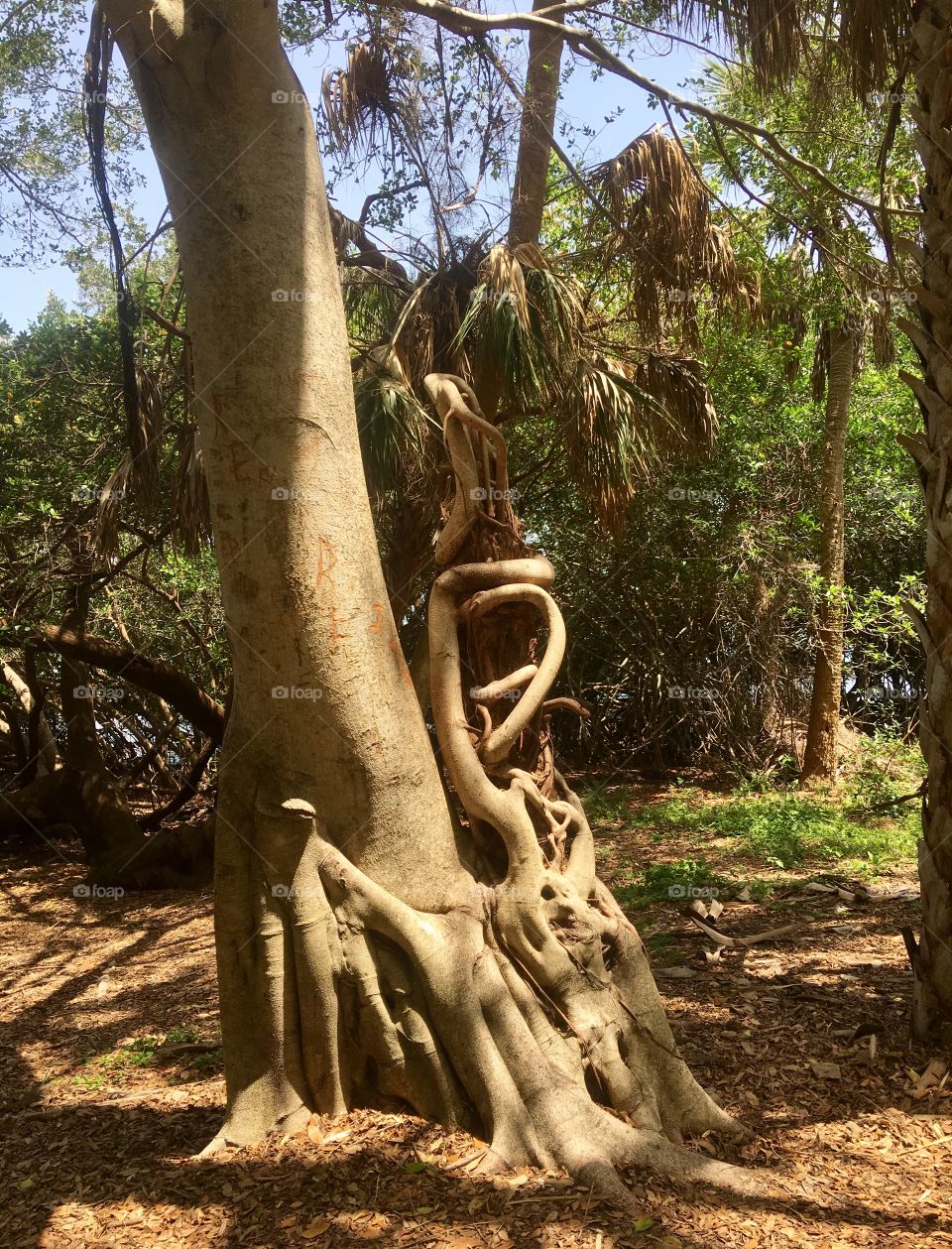 Twisted Tree