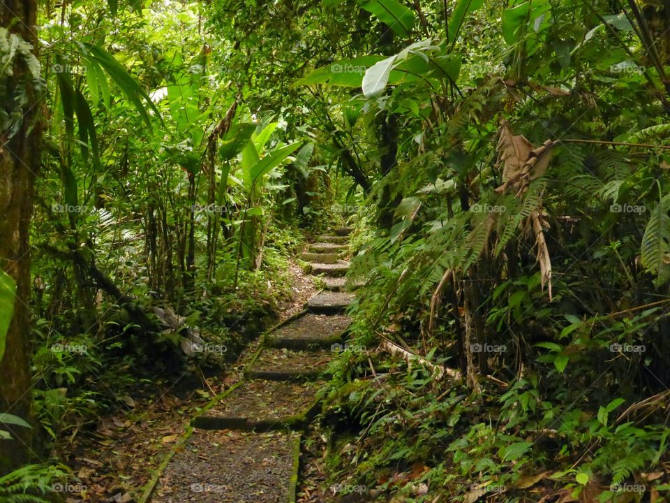 Trail in Costa Rica Rainforest