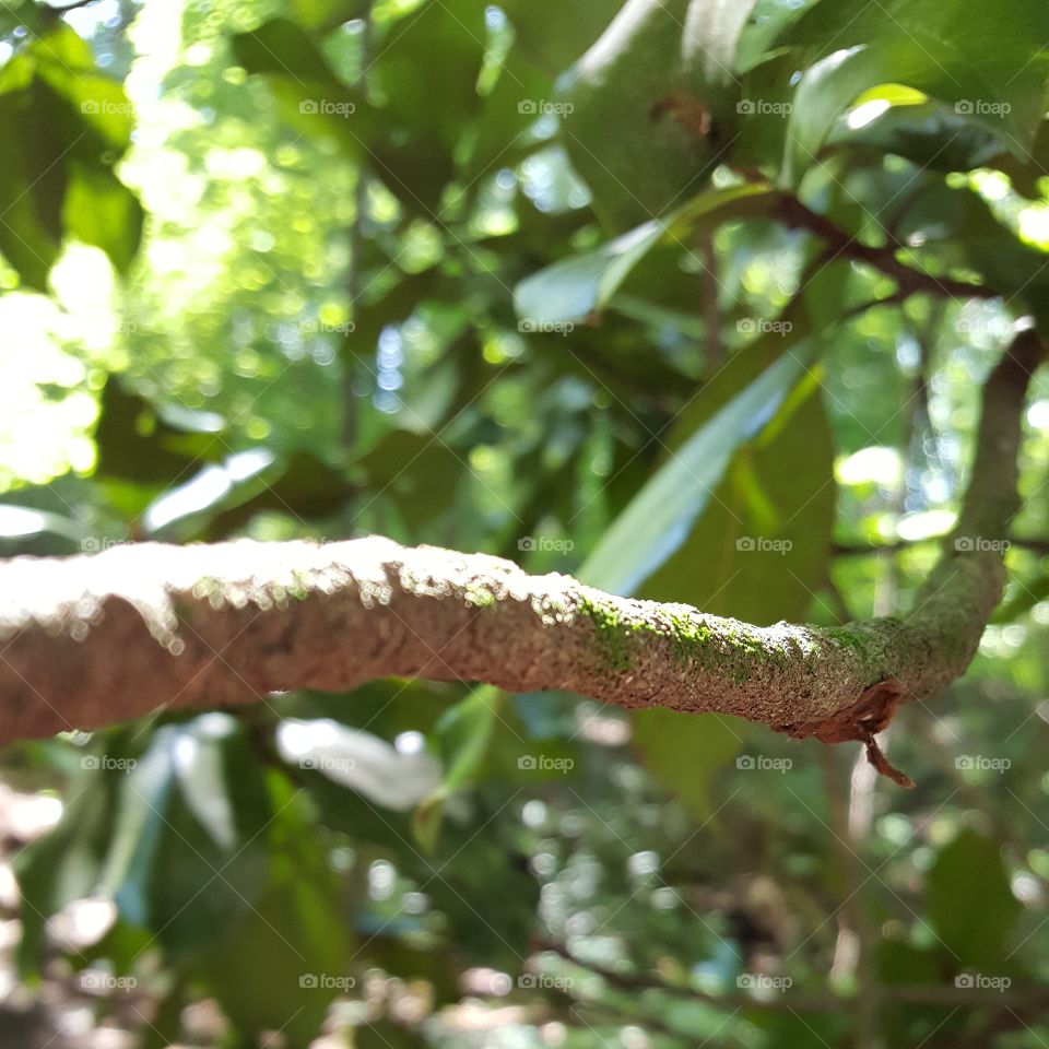 close up of magnolia tree branch.
