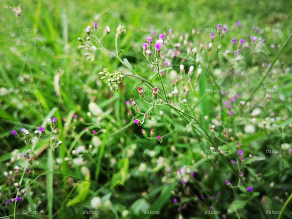 Many smallest purple flower growing in green field.