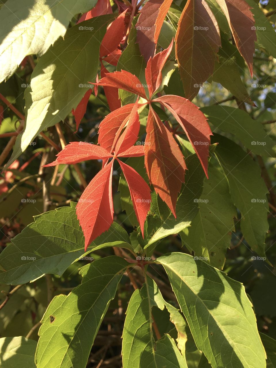 Virginia creeper in autumn 