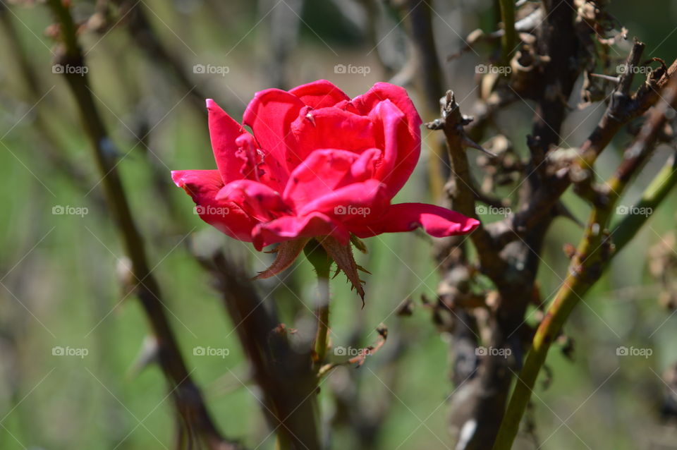 Red Rose In A Thicket