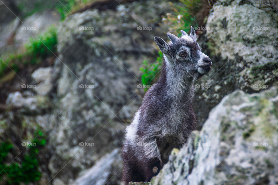 Close-up of goat on rock