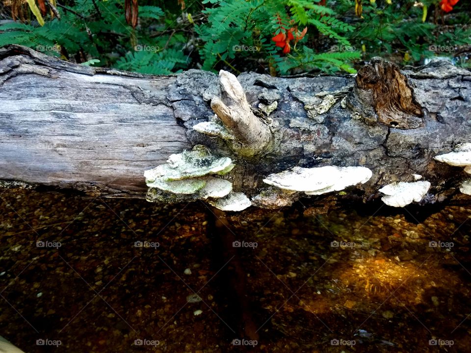 fallen log with mushrooms.