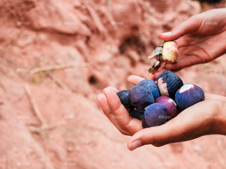 Delicious figs on a hike