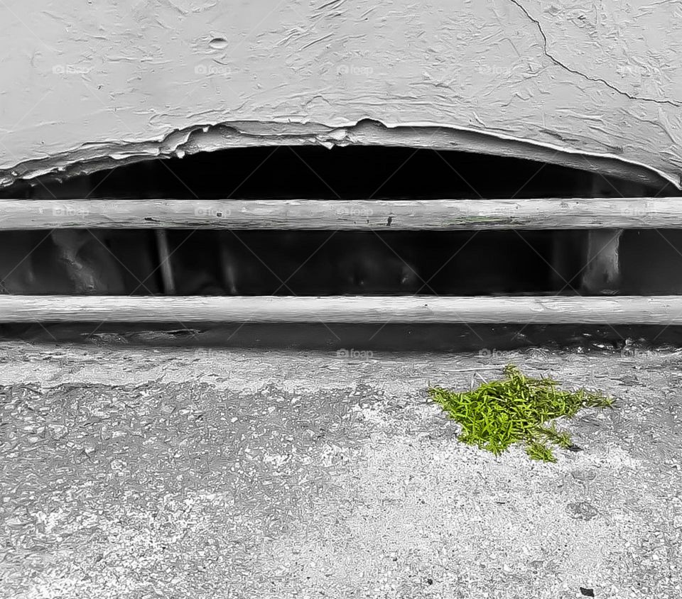 Plants that are born without the help of men, in general, are considered invasive plants or weeds. That is, they appear sporadically in the soil, beginning to compete for light, space and nutrients.