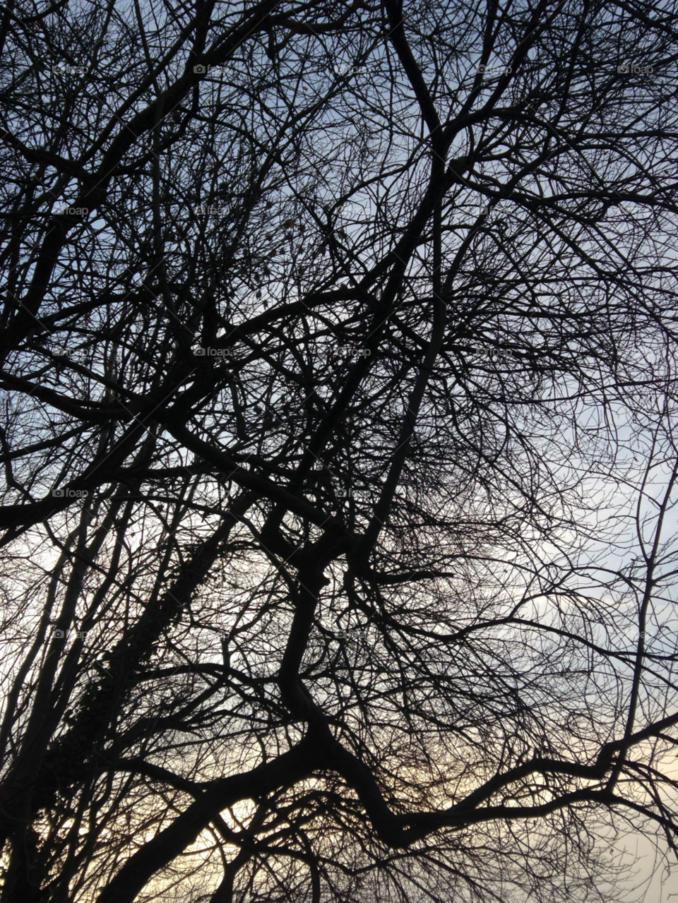 sky tree branches by Kasia94