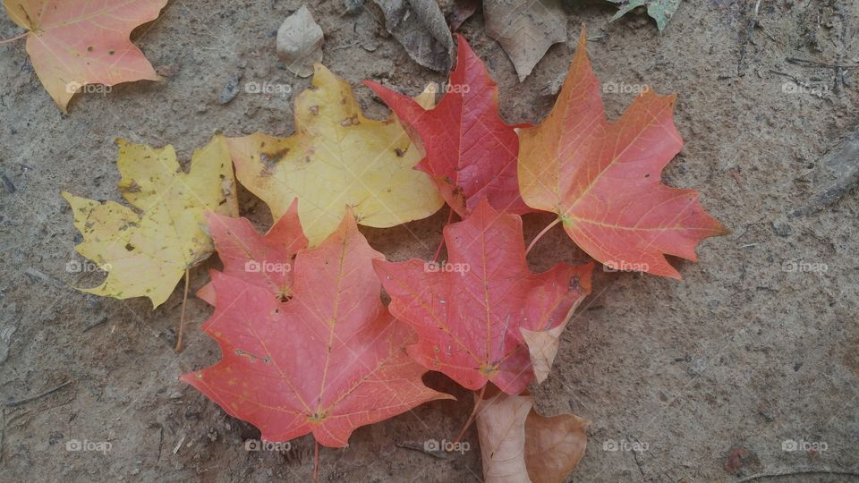 Sugar Maple leaves on my Illinois fall hike