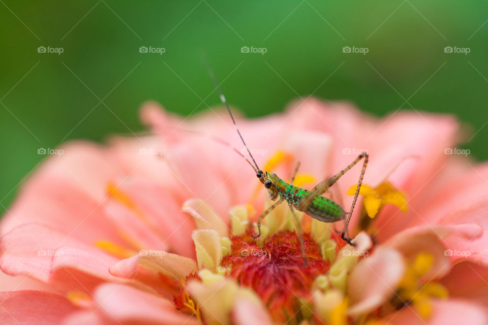 Tiny Green Grasshopper Resting on a Pink Zinnia Bloom