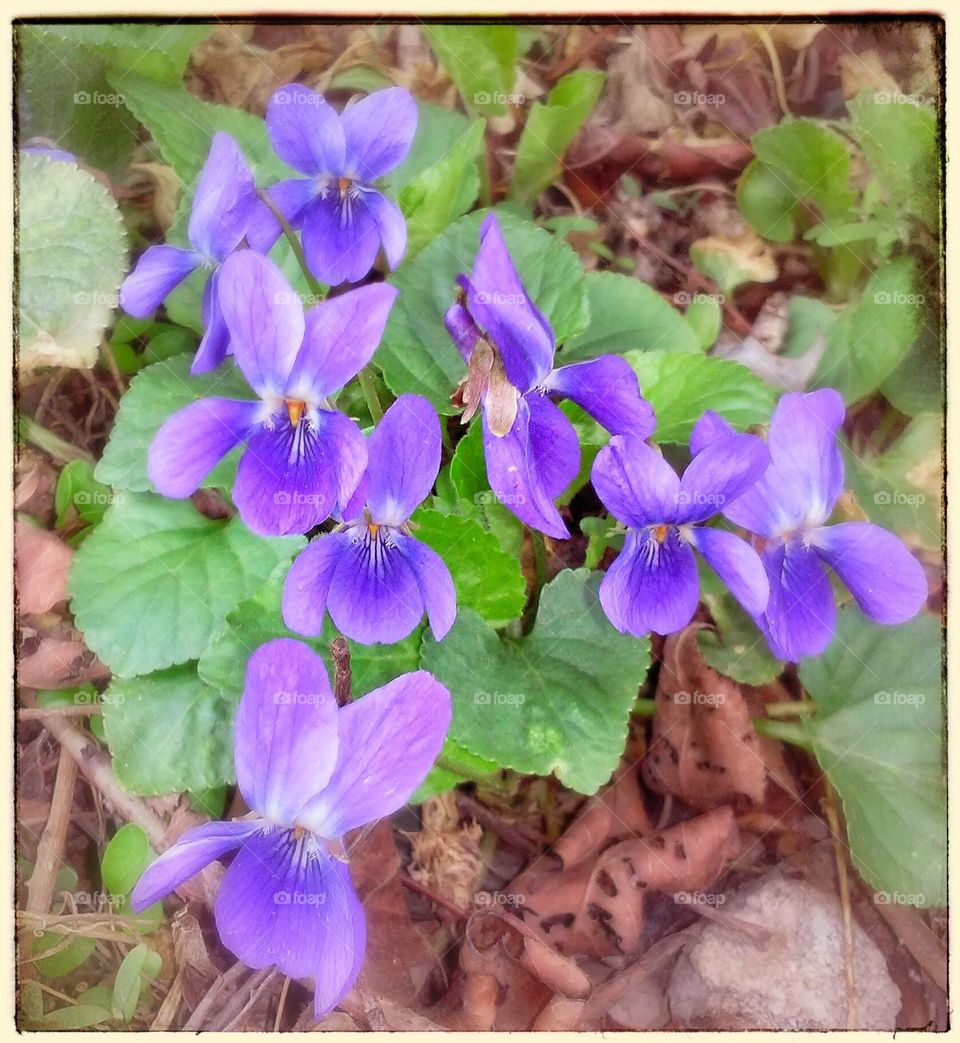 Beautiful but aggressive Wild Purple Violets grow everywhere, fields and yards, driving homeowners to insanity trying to rid their lawns of it. It's not picky and will grow just about anywhere. Sad it's so hated as it is so beautiful ❤️