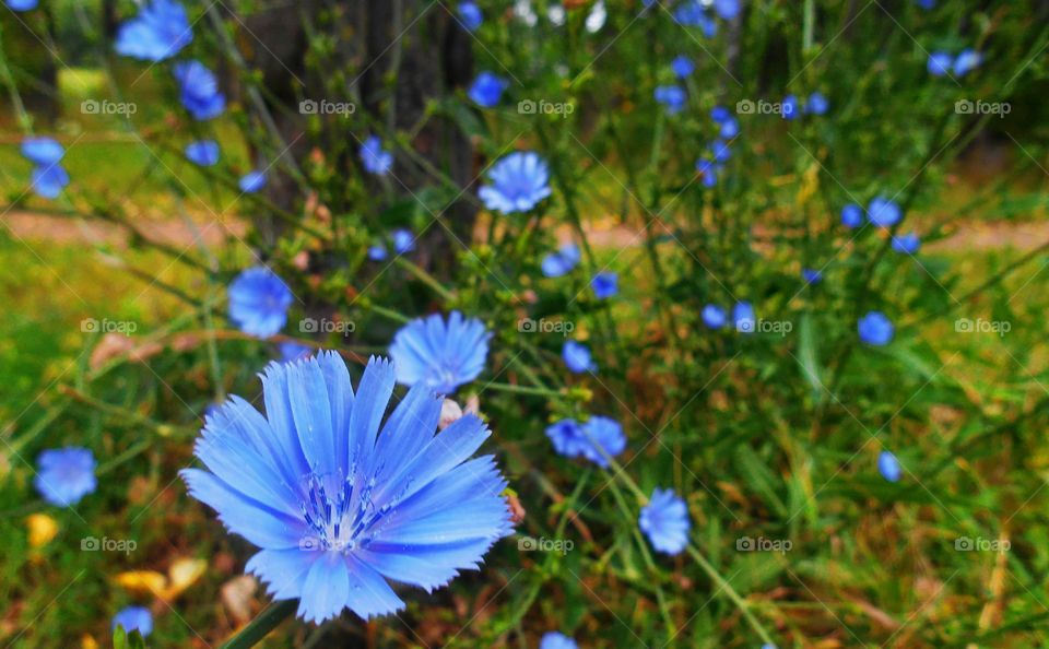 chicory flowers