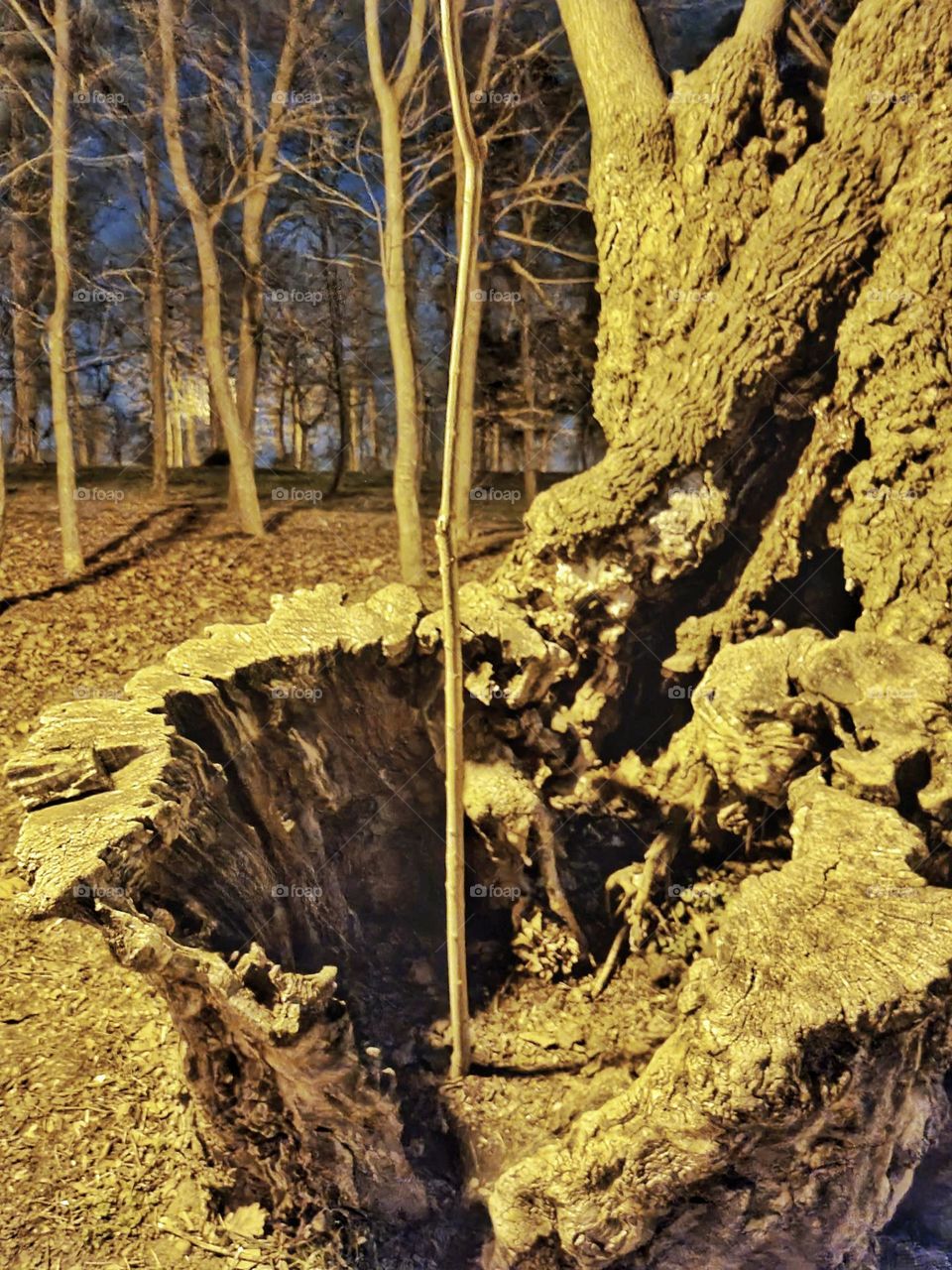 Puterea de a te naște