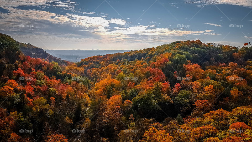 Forest in the fall - gorgeous foliage colors