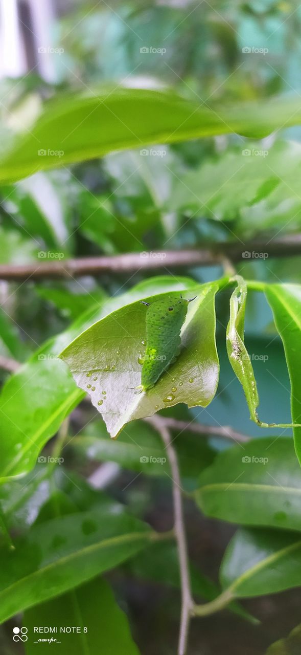 Look who's basking in the sun, irrespective of the rain. Tailed Jay butterfly caterpillar flexing it's skin while getting camouflaged in the leaves.