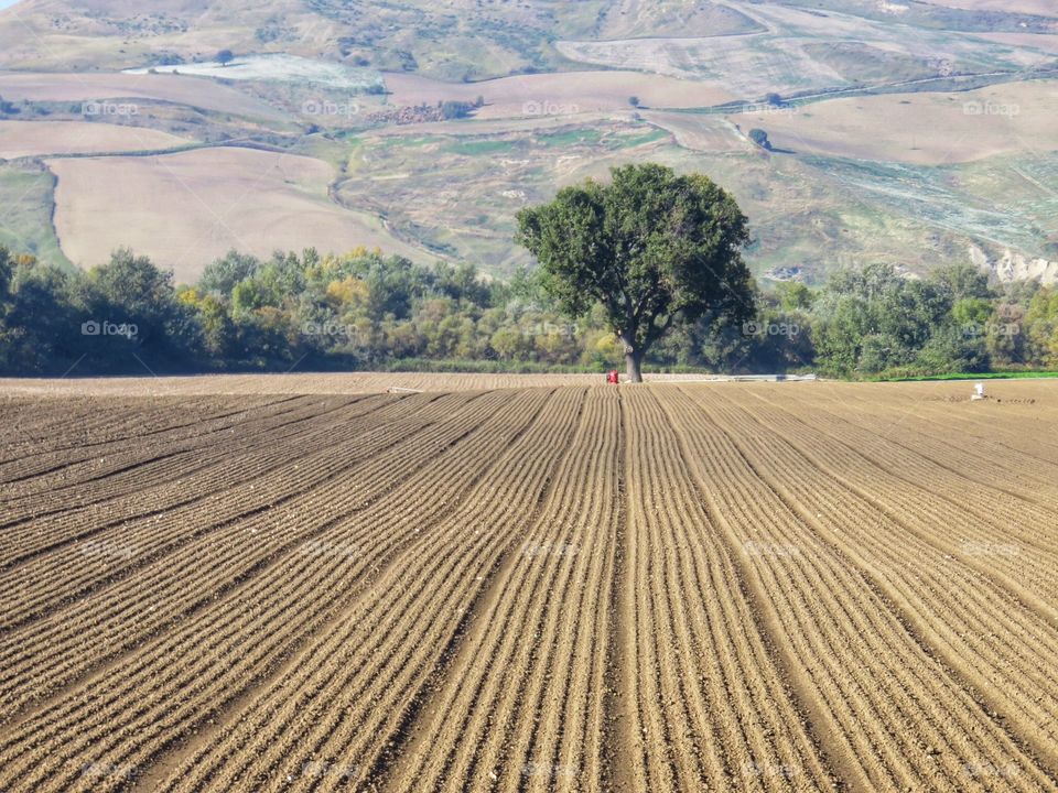 Plowed field