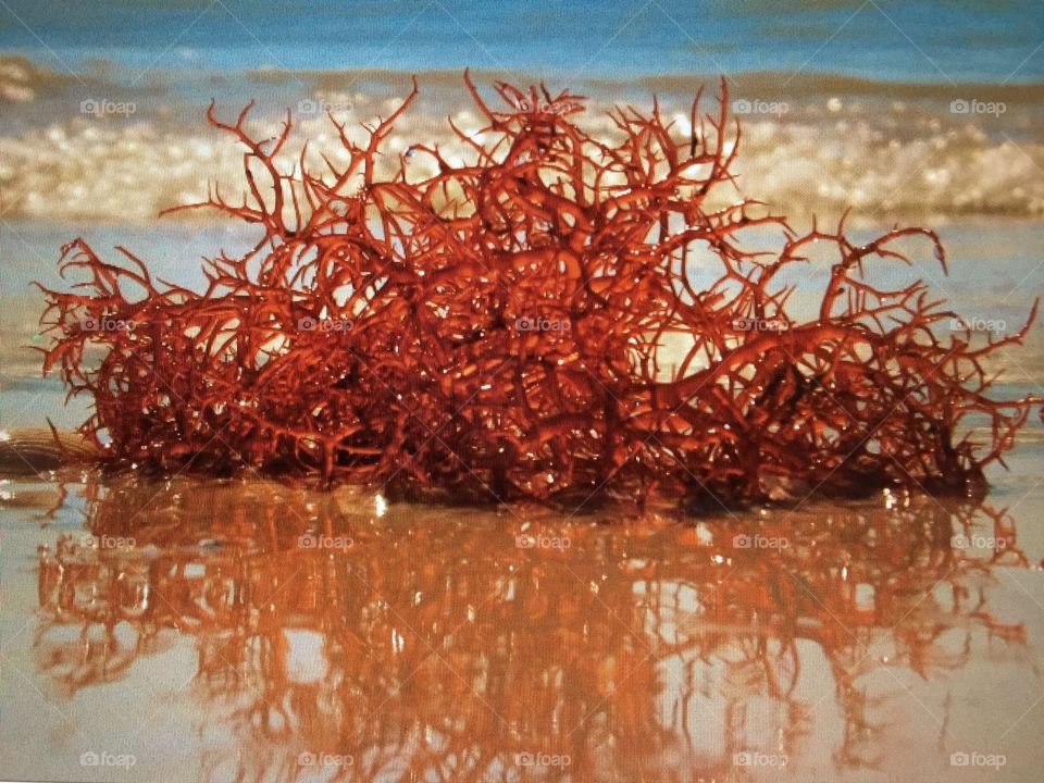 Red seaweed