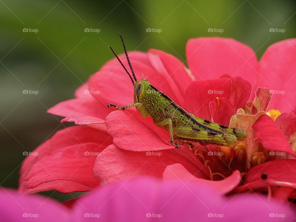 Grasshopper resting on the red zinnia, butterfly, insect, nature, close up, depth of field