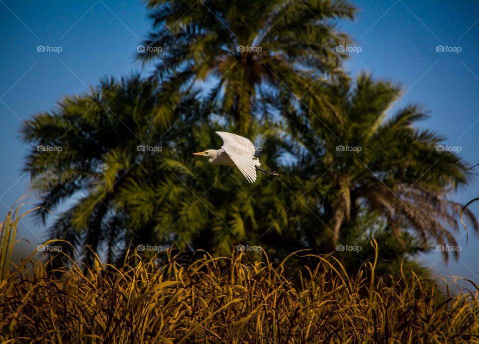 white Bird fly