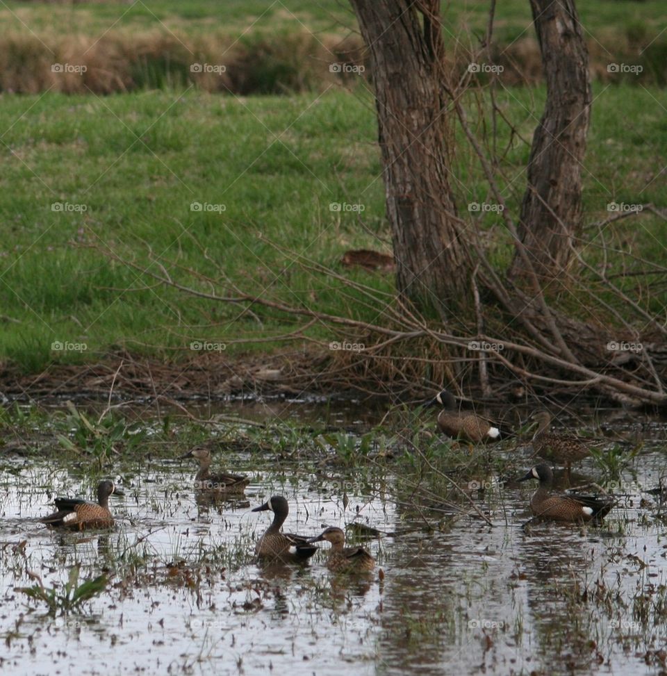 Ducks in the Pond 