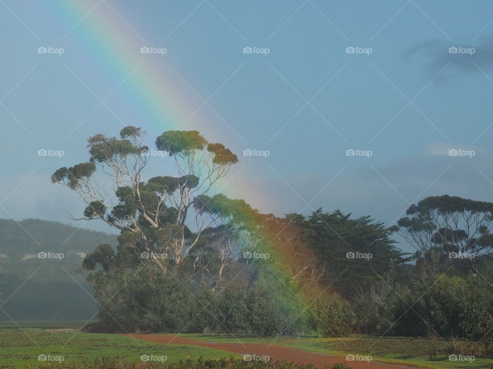 Rainbow over Australian Eucalyptus