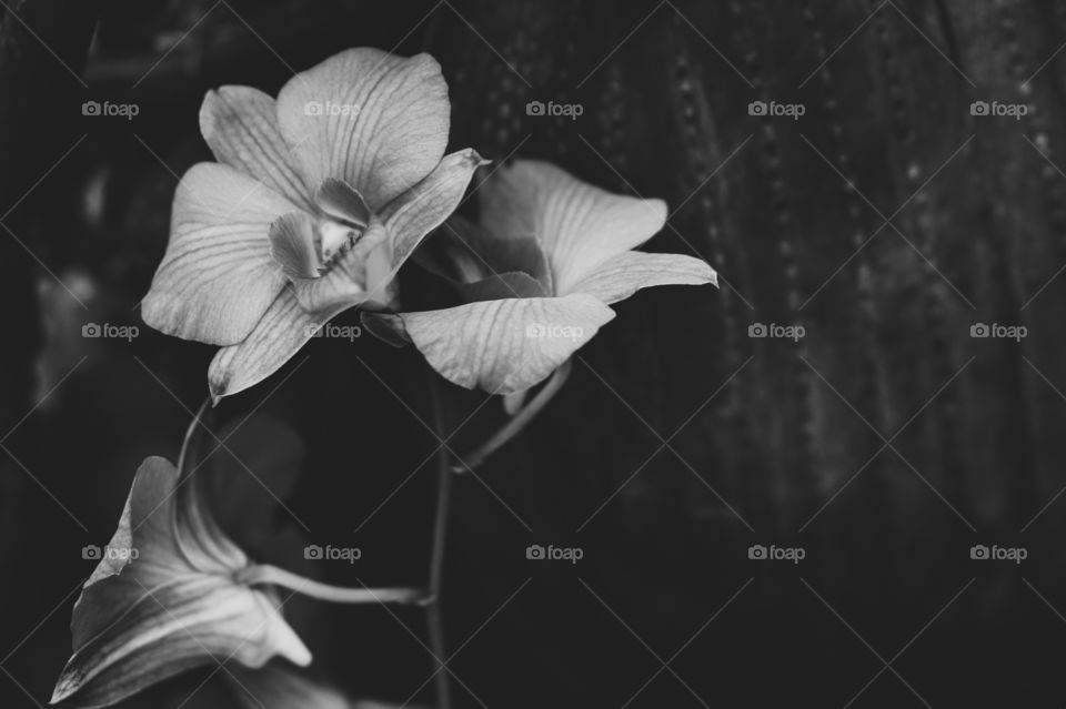 still life of orchids