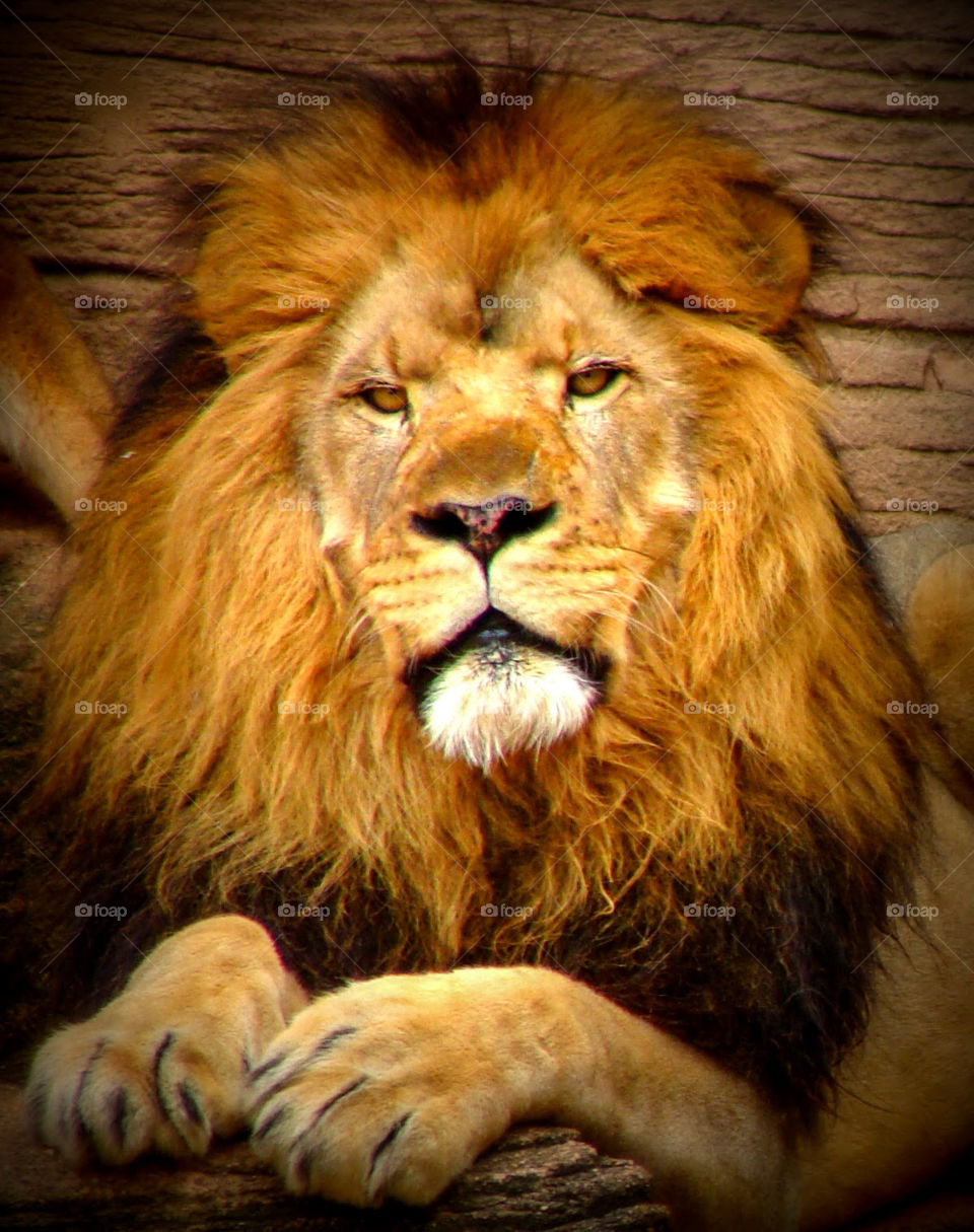 A regal lion stares intently into the camera.