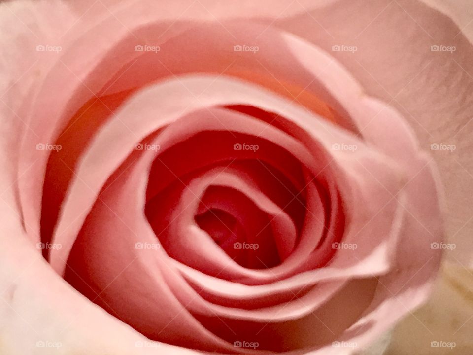 Upclose center of a rose 
