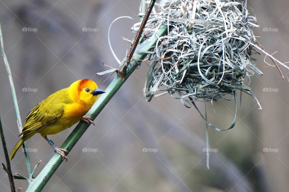 Yellow Bird