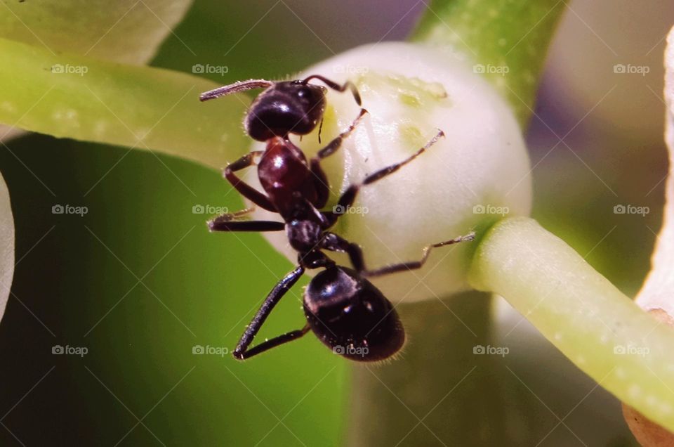 hardworking worker ants