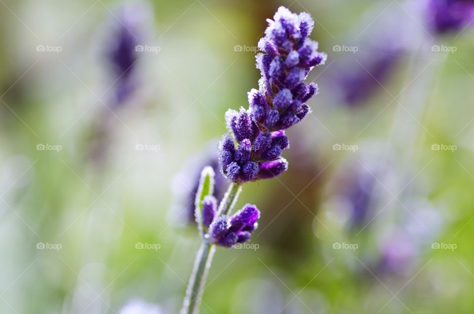 Lavender flower