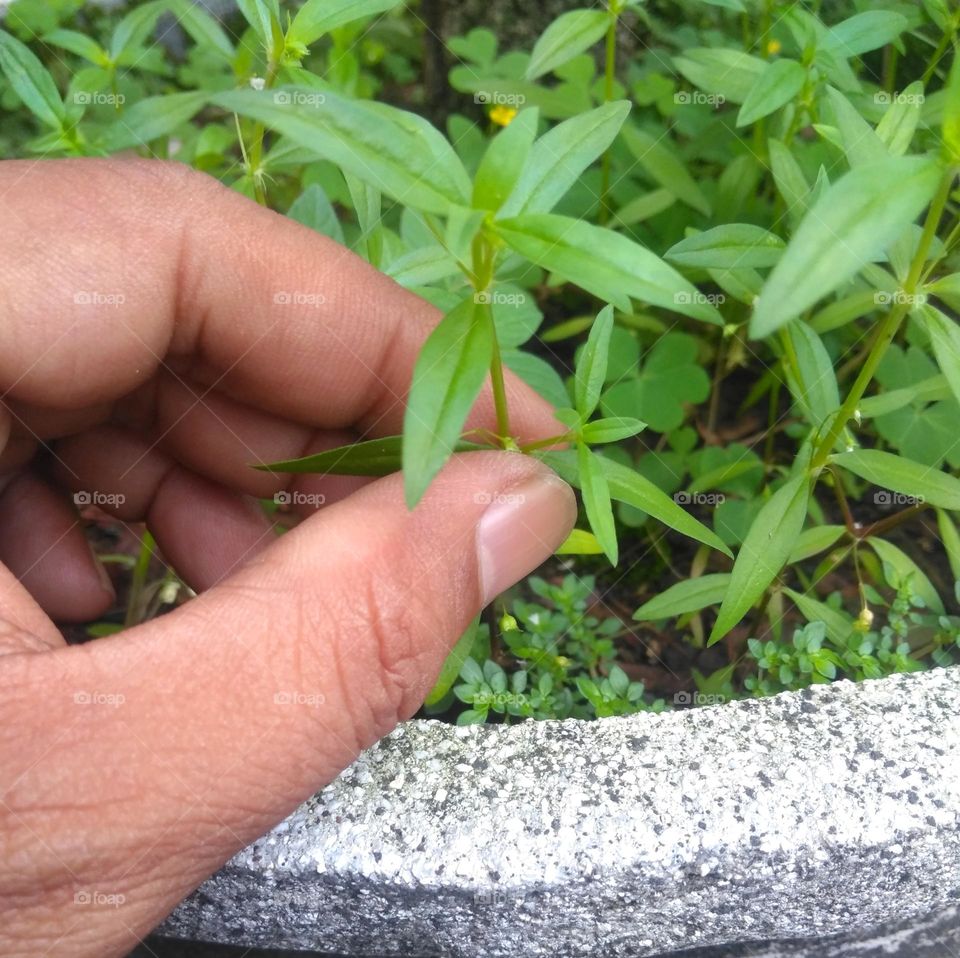 Checking the condition of the plant