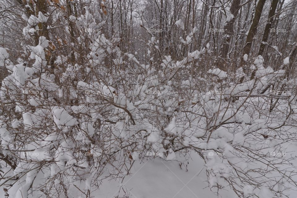 Snow bush
