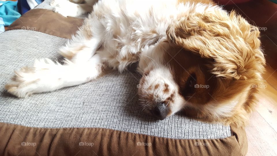 Sleeping King Charles cavalier