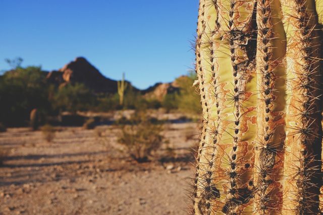 Cactus