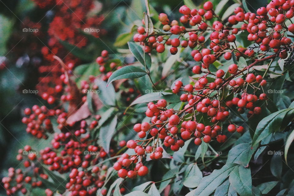 Tree, Nature, Leaf, No Person, Branch