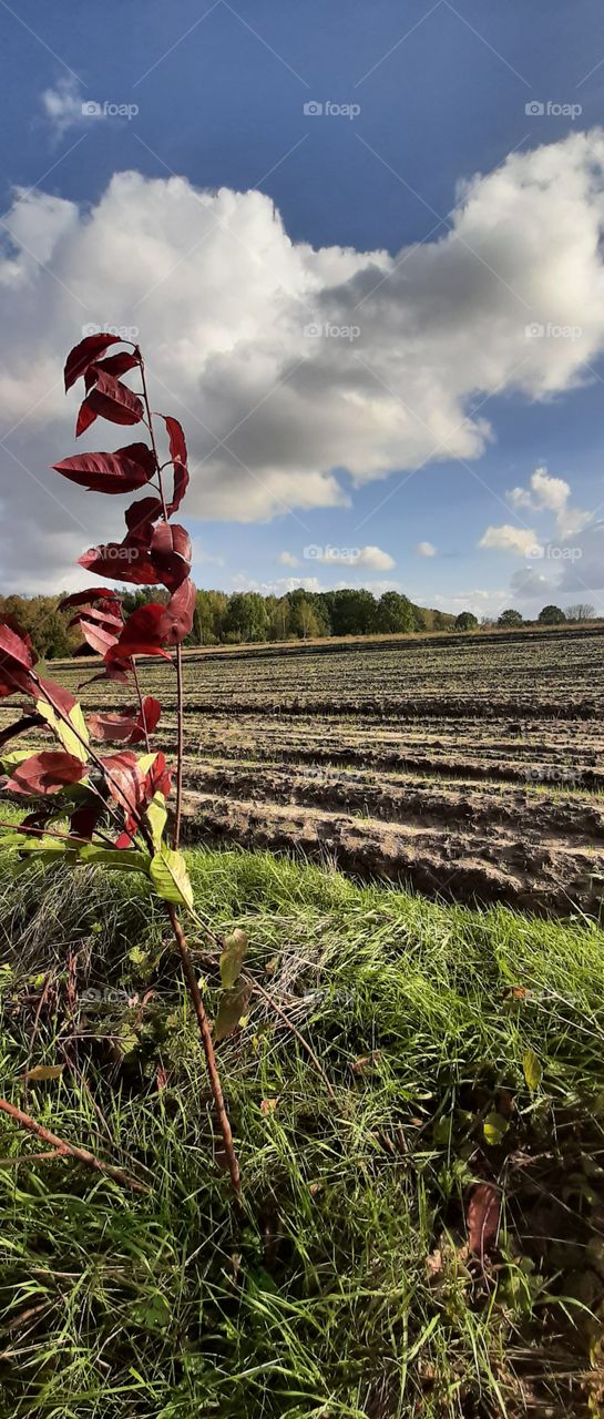 Field after harvesting