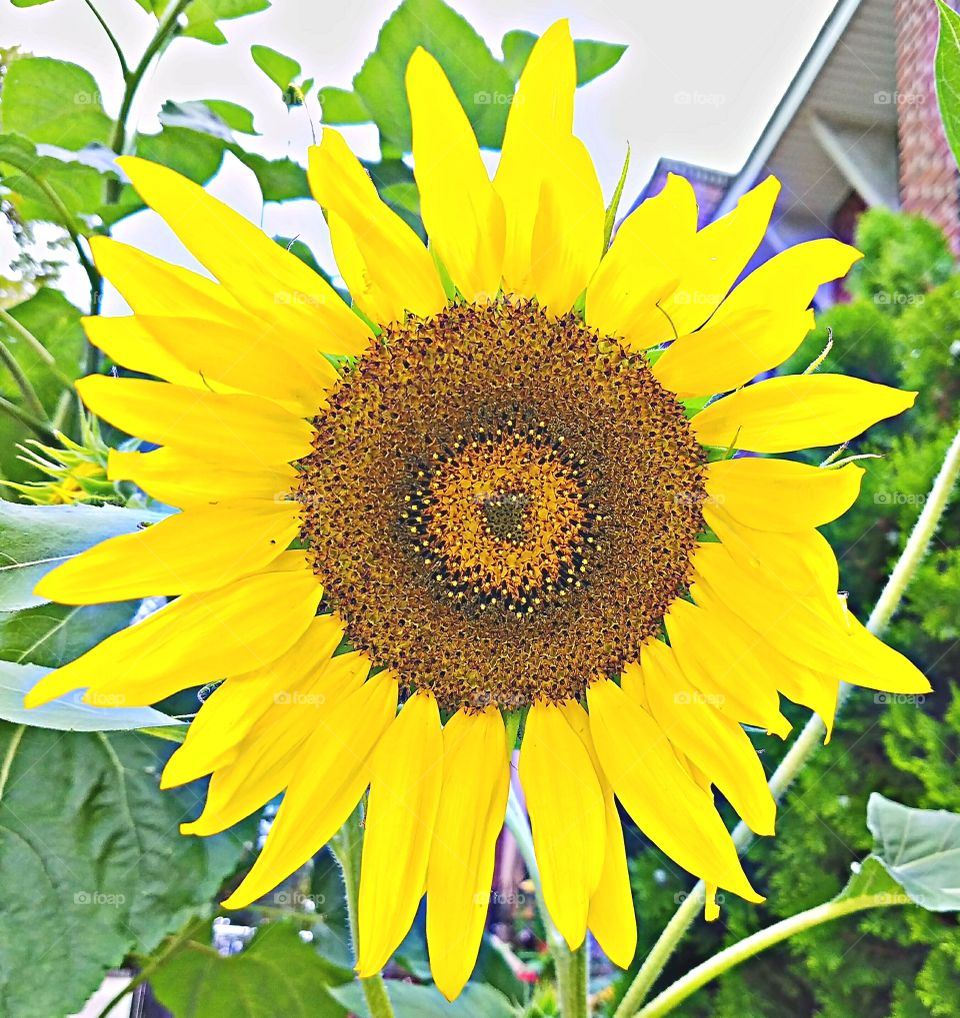 Nature, Sunflower, Summer, Flora, Flower