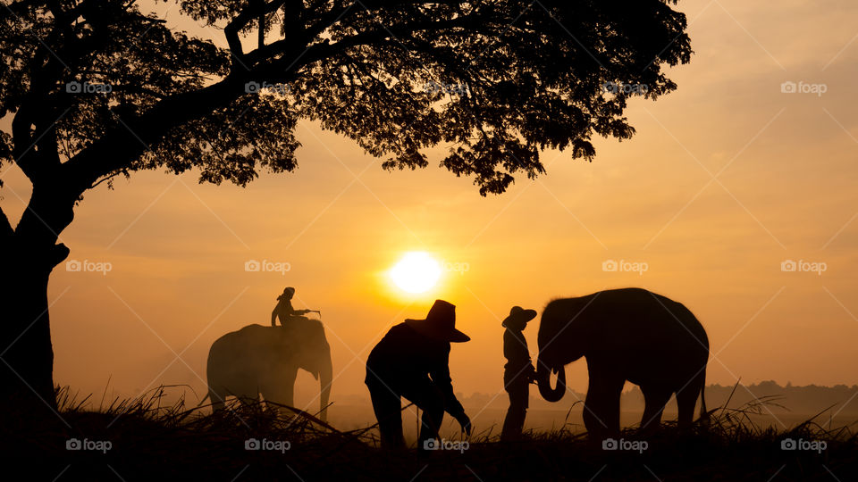 farmer sunset lephants