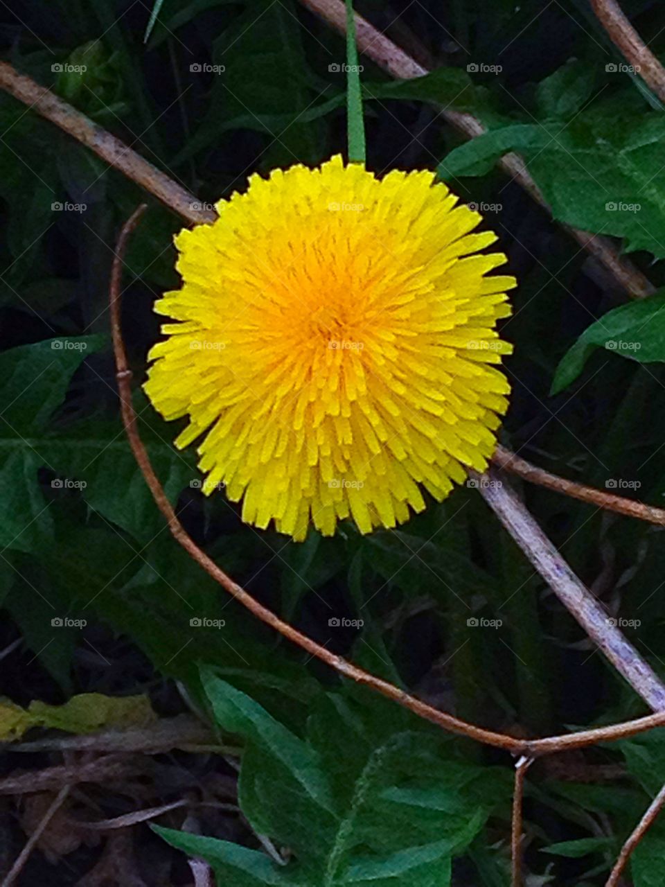 Hidden dandelion.. Dandelion flower growing from beneath the branches of a bush.