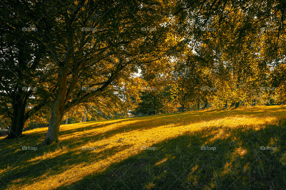 Trees on the hill.