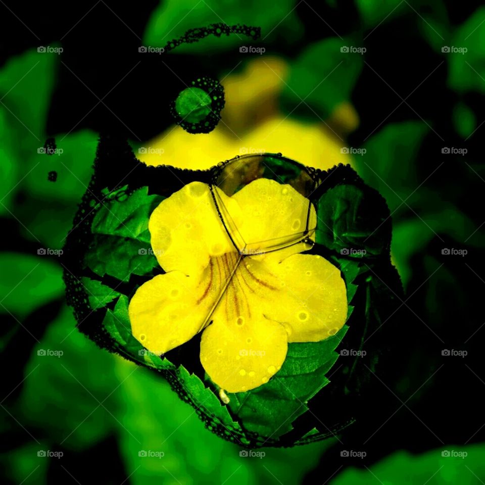 Morning wildflower in bloom