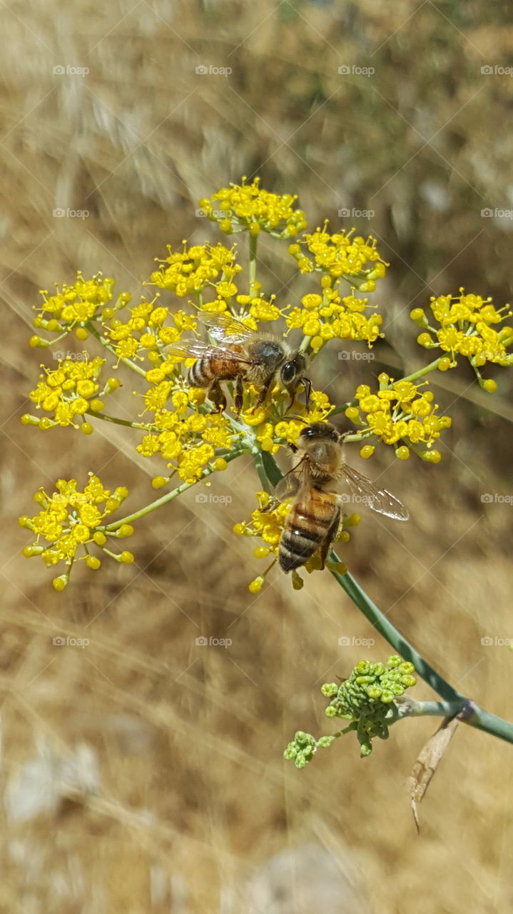 Bees Feeding on Fennel