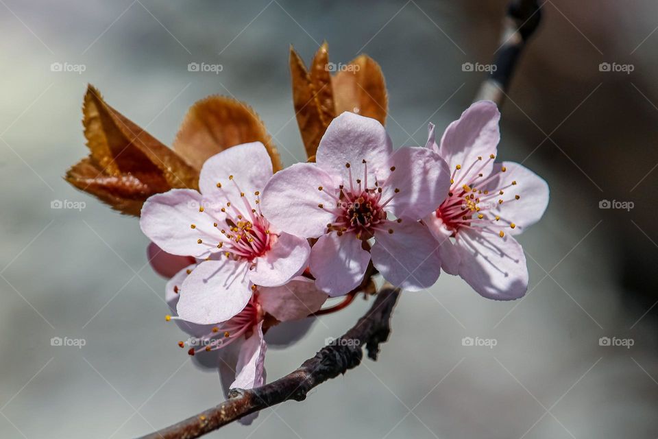 Spring pink flowers